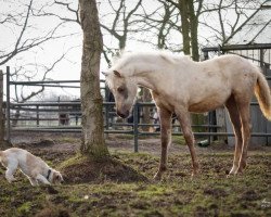 Dressurpferd Cecil (Deutsches Reitpony, 2017, von Cassini)