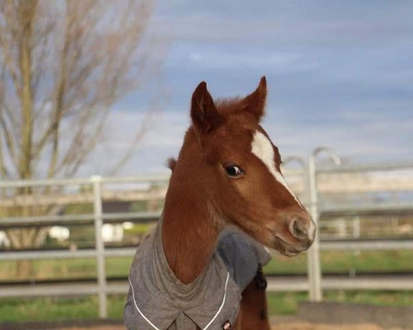 Pferd Clay (Deutsches Reitpony, 2020, von Cassini)