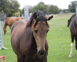 broodmare Cassinis Violine (German Riding Pony, 2016, from Cassini)