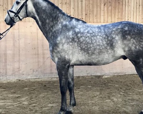 dressage horse Königswinter (KWPN (Royal Dutch Sporthorse), 2014, from Modesto)