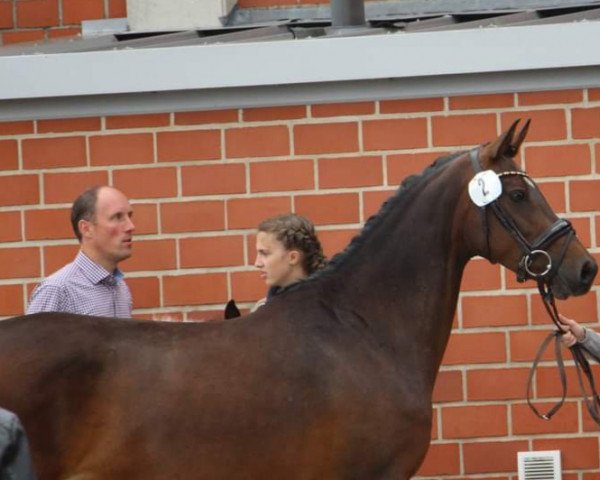 broodmare Charmony (German Riding Pony, 2011, from Cassini)