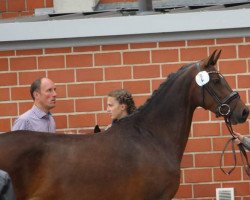 broodmare Charmony (German Riding Pony, 2011, from Cassini)