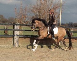 dressage horse Chal Drogo (German Riding Pony, 2013, from Cassini)