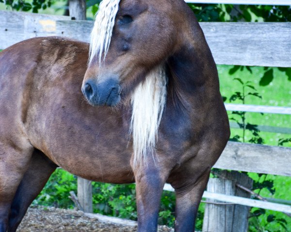 Pferd Bam Bam (Deutsches Classic Pony, 2005, von Bon Jovie v. Clus)