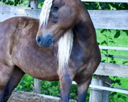 Pferd Bam Bam (Deutsches Classic Pony, 2005, von Bon Jovie v. Clus)