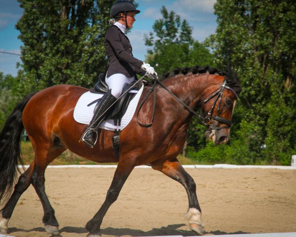 broodmare Danaway Roma (Welsh-Cob (Sek. D), 2007, from Trevallion Jerome)