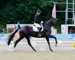 dressage horse Saint-etienne 3 (Oldenburg, 2015, from St. Schufro)