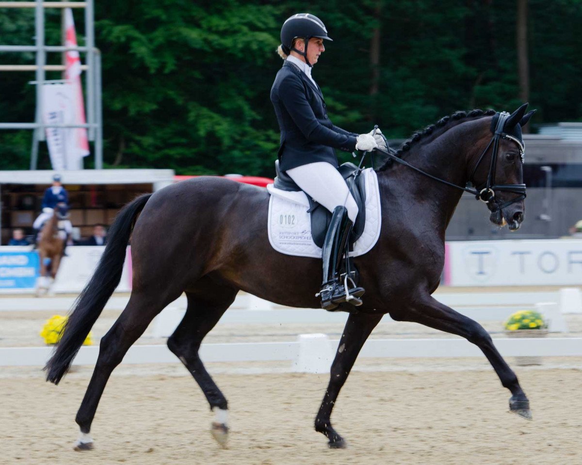 Dressurpferd Deep Infinity (Hannoveraner, 2015, von Danciano)
