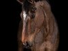 jumper Cador's Balou (Oldenburg show jumper, 2014, from Cador 5)