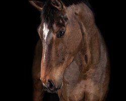 jumper Cador's Balou (Oldenburg show jumper, 2014, from Cador 5)