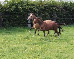 dressage horse Chefs Liebling (German Riding Pony, 2014, from Cassini)