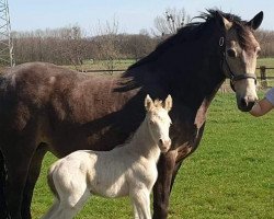 broodmare Stute von Cassini / Valido (German Riding Pony, 2008, from Cassini)