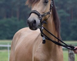 dressage horse Hengst von Cassini / Big Boy V MF (German Riding Pony, 2018, from Cassini)