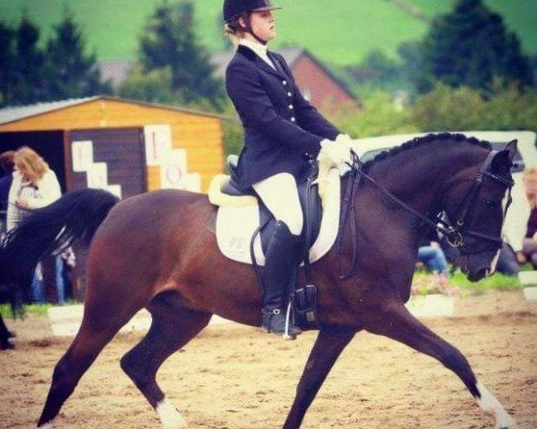 dressage horse Cassinis Cool Man HH (German Riding Pony, 2003, from Cassini)