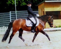 dressage horse Cassinis Culcha Candela (German Riding Pony, 2008, from Cassini)