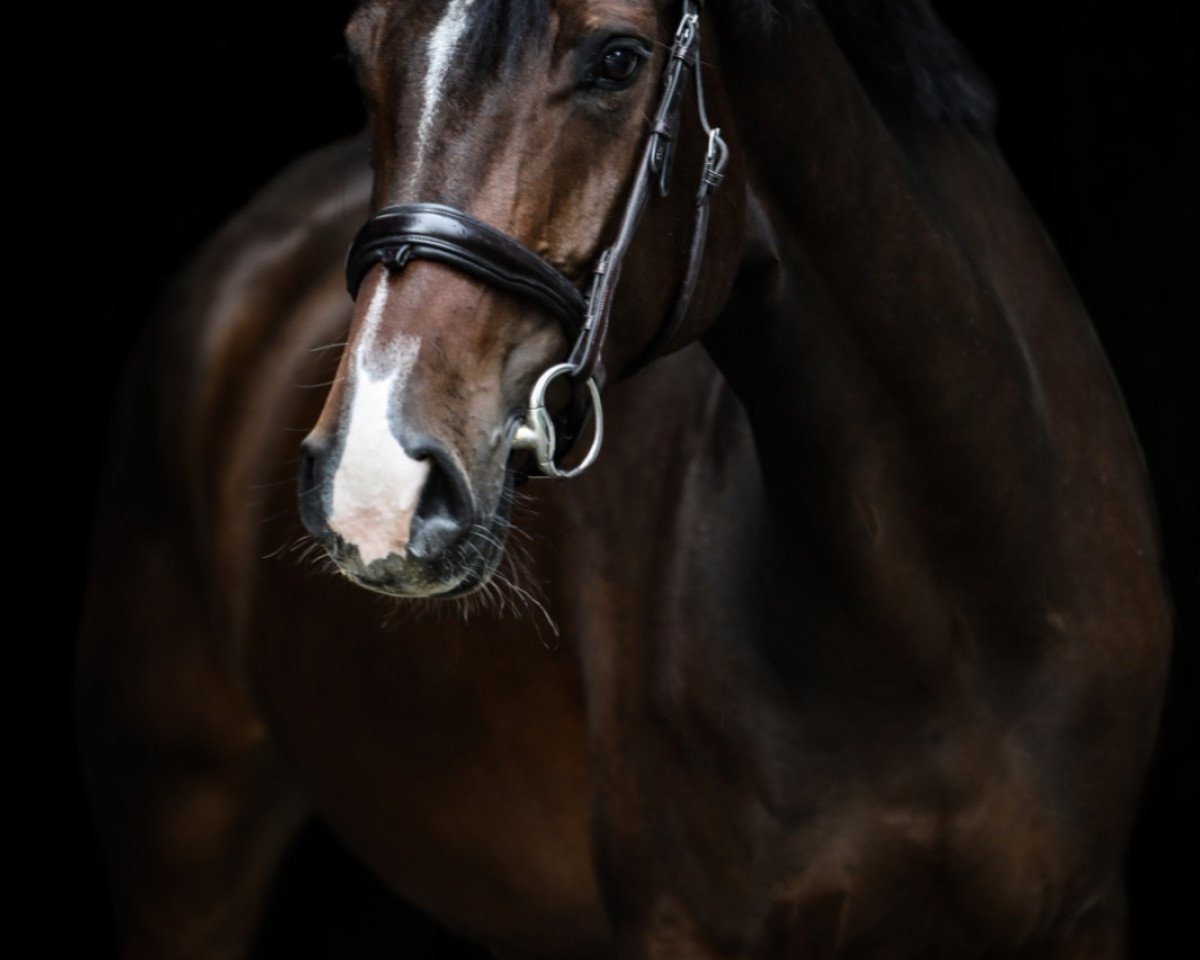 broodmare Cascanetta (Oldenburg show jumper, 2013, from Cascanetti)