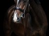 broodmare Cascanetta (Oldenburg show jumper, 2013, from Cascanetti)