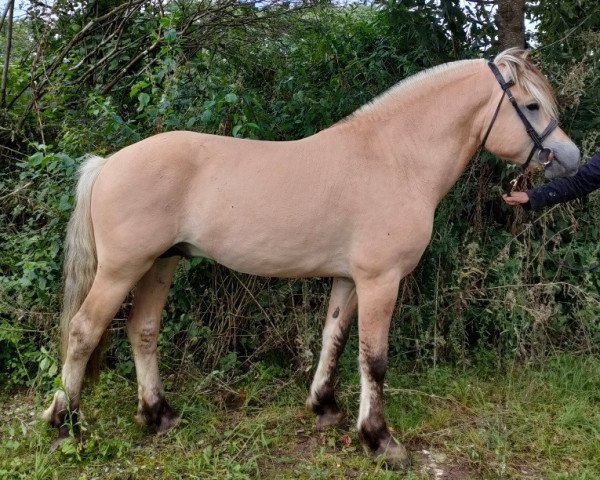 horse Bø Kaiser (Fjord Horse, 2019, from Toregardens Caiser)