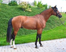 jumper Farming Leva WD (KWPN (Royal Dutch Sporthorse), 2010, from Tangelo van de Zuuthoeve)