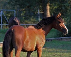 dressage horse Stute von Cassini / Doolittle (German Riding Pony, 2018, from Cassini)