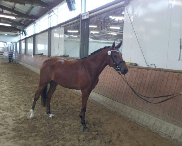 broodmare Comtess P (German Riding Pony, 2014, from Cassini)