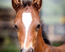 dressage horse Carlo 383 (German Riding Pony, 2006, from Cassini)