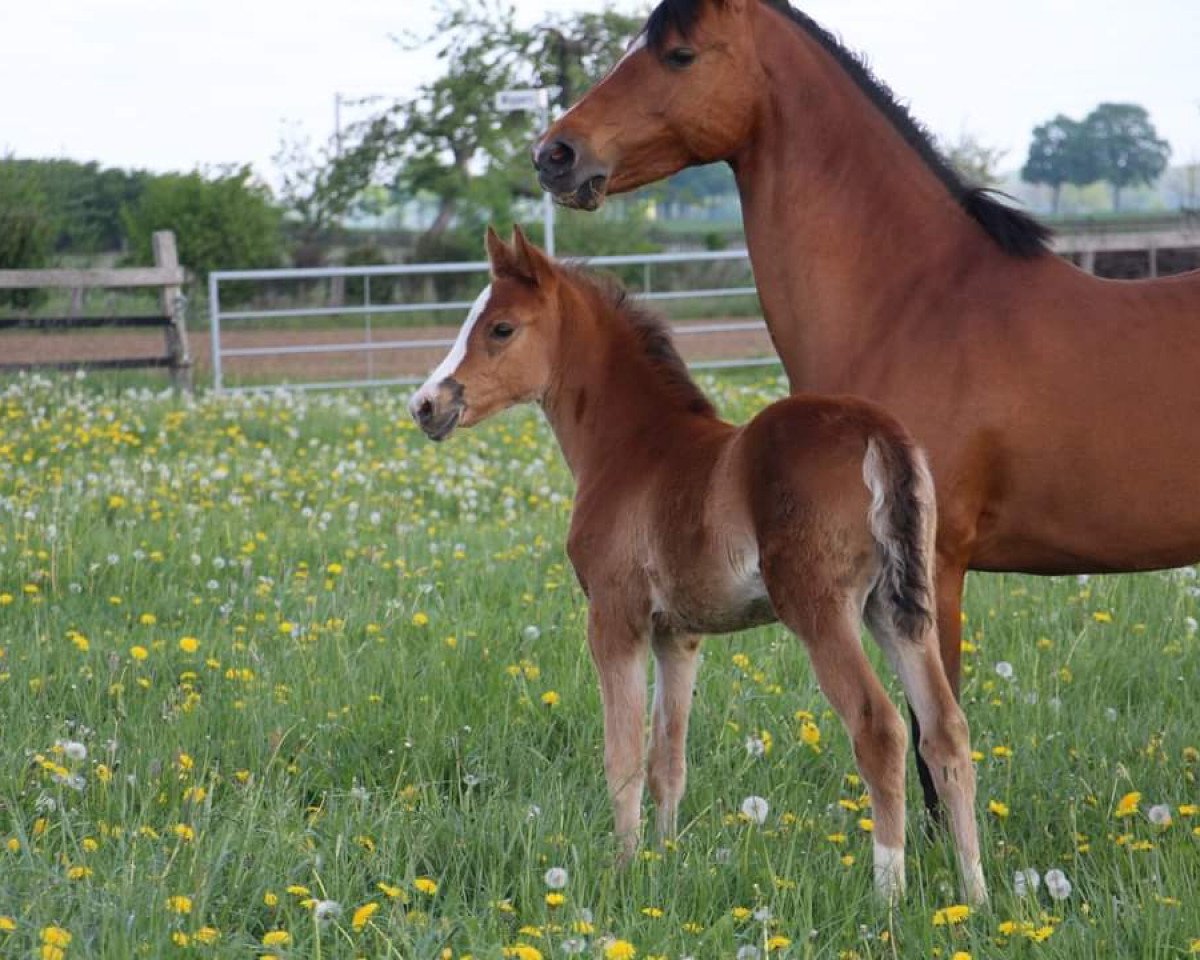 horse Stute von Cassini / Nabucco R (German Riding Pony, 2019, from Cassini)