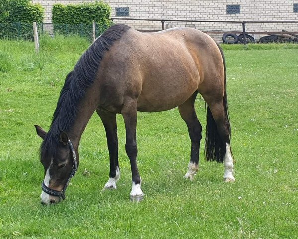 broodmare Cassinis Countdown (Rhinelander, 2004, from Cassini)