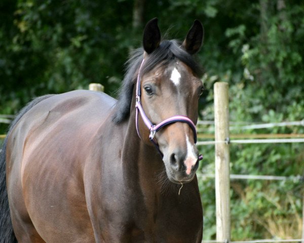 broodmare Elisa KS (Oldenburg, 2012, from Fürst Fugger)