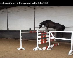 Springpferd Diva Royal (Oldenburger Springpferd, 2016, von Diatendro)