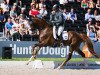 dressage horse Fürst Harlekin (Hanoverian, 2010, from Fürst Nymphenburg)