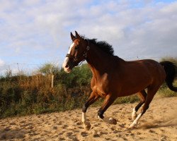 jumper L'Esprit Boy Z (Zangersheide riding horse, 2006, from Lagrain)