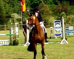 dressage horse Johansson (Oldenburg, 2012, from Glock's Johnson Tn)