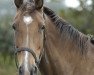 broodmare Trendline (Holsteiner, 2003, from Caretino)