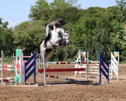 jumper Clamira 2 (German Sport Horse, 2012, from Clarimo Ask)