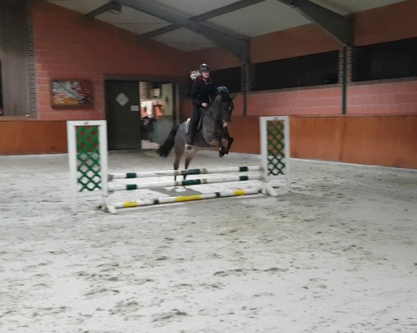 jumper Macuta (German Riding Pony, 2012, from Machno Carwyn)