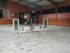 jumper Macuta (German Riding Pony, 2012, from Machno Carwyn)