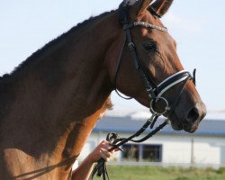 horse Hohwacht's Herzstück vom Schönbuch (Trakehner, 2016, from E.H. Millennium)