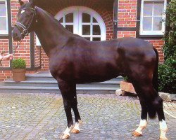 dressage horse Special Edition 26 (Oldenburg, 2014, from Sezuan)