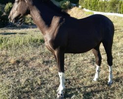 horse Junco de Finca Barroco (Pinto, 2020)