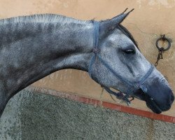 horse Ibiza (Lusitano, 2013)