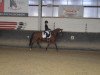 dressage horse Don Carelli (KWPN (Royal Dutch Sporthorse), 2007)