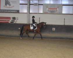 dressage horse Don Carelli (KWPN (Royal Dutch Sporthorse), 2007)