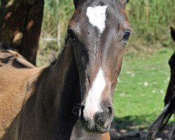 broodmare Dark Princess v.d. Willenburg (Westphalian, 2020, from De Niro Gold 3)