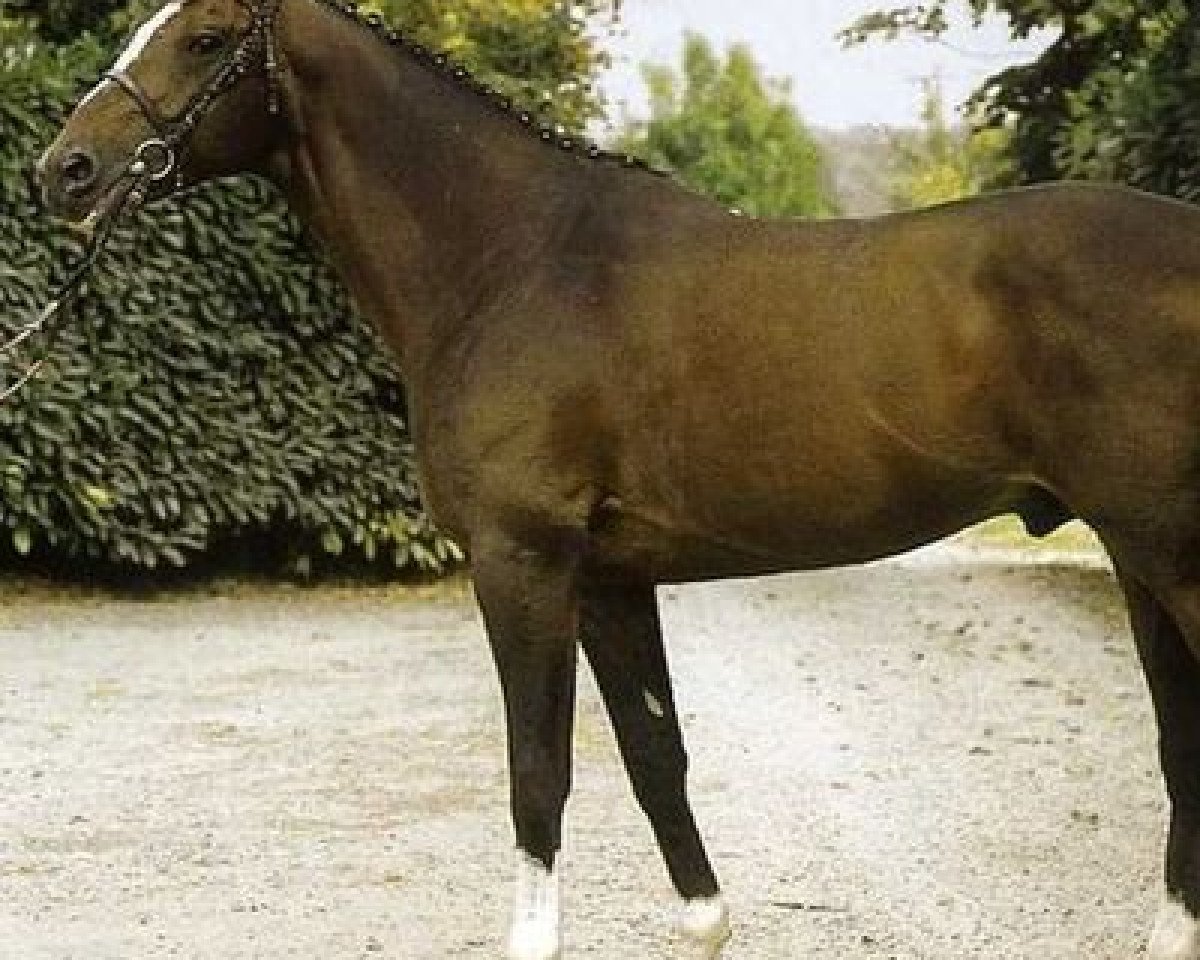 stallion Calypso De Moyon (Selle Français, 1990, from Laudanum xx)