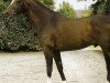 stallion Calypso De Moyon (Selle Français, 1990, from Laudanum xx)