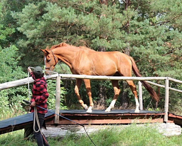 Pferd Cezar (Vollblutaraber, 2017)