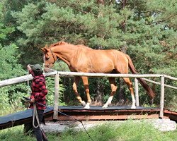 horse Cezar (Arabian thoroughbred, 2017)