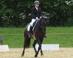 dressage horse Sonnenblume (Trakehner, 2007, from Insterburg TSF)