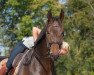 dressage horse Shaman 15 (Westphalian, 2008, from San Amour I)